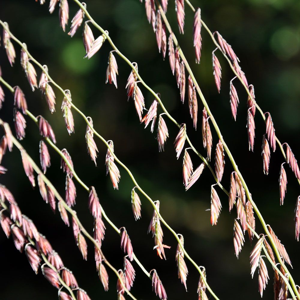 Stort Moskitgräs mycket dekorativt prydnadsgräs med röda hängen i långa rader