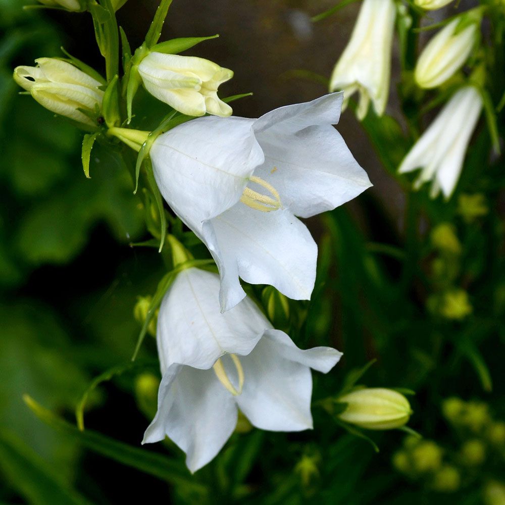 Stor Vit Blåklocka 'Alba', vitblommande. Många jätteklockor på varje blomstjälk