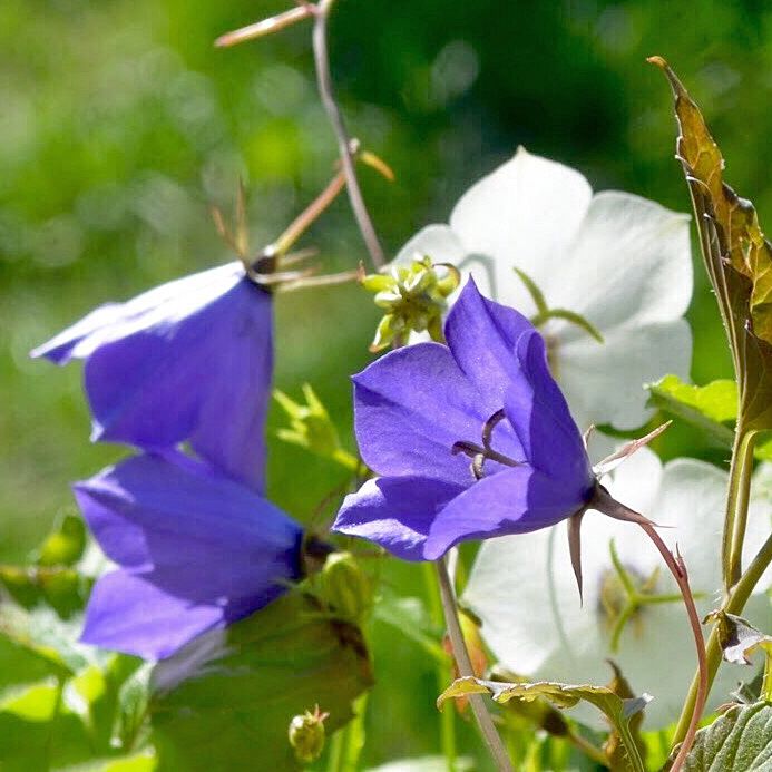 Karpaterklocka Rikblommande med klarblå och vita, öppna klockblommor.