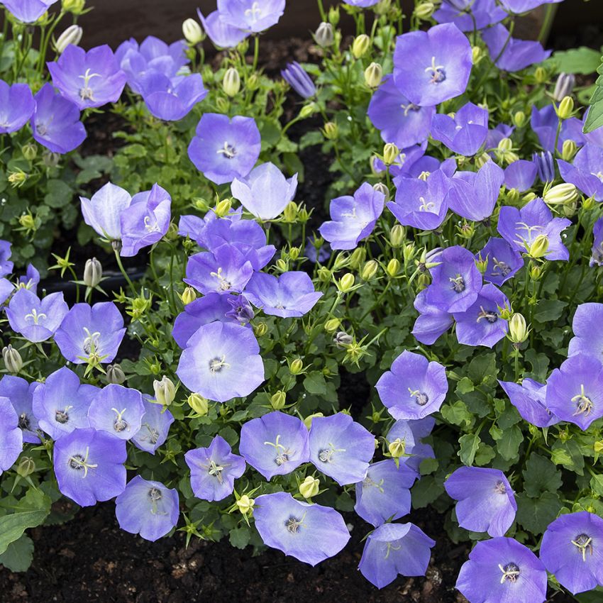 Karpaterklocka F1 'Rapido Blue' är en blålila perenn med klockformade blommor