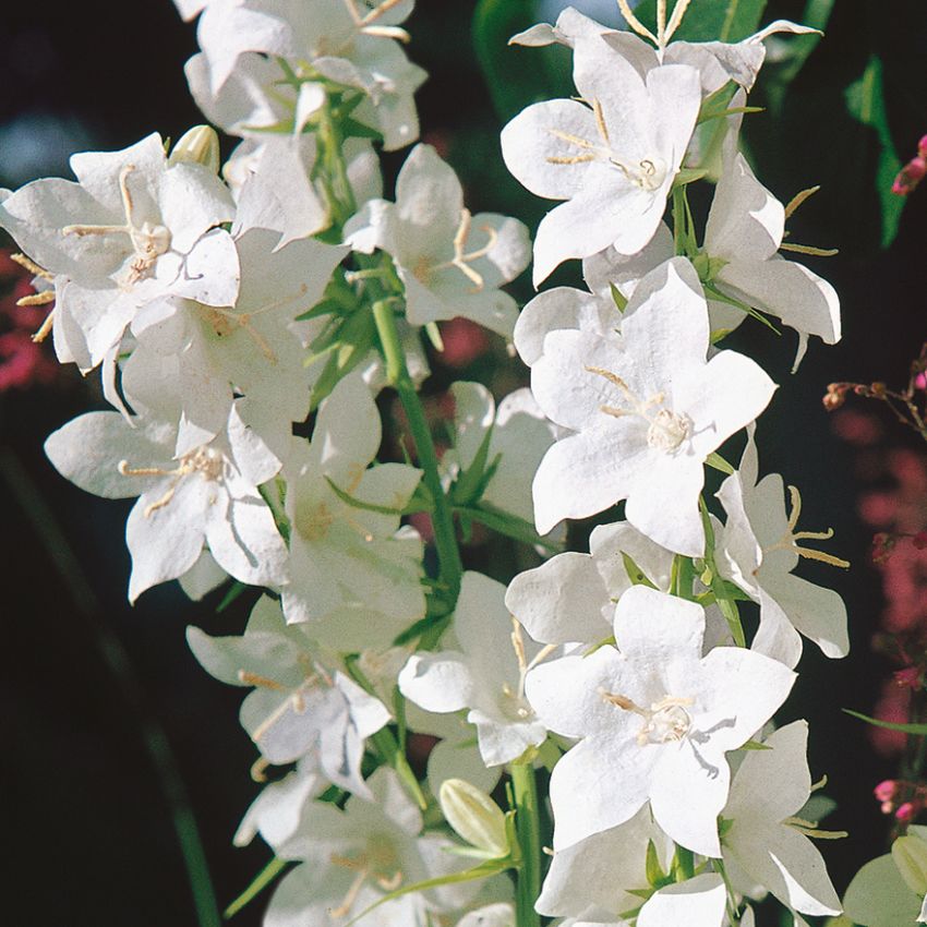 Pyramidklocka 'Alba', Ofantligt rikblommande. Höga blomspiror, vita blommor