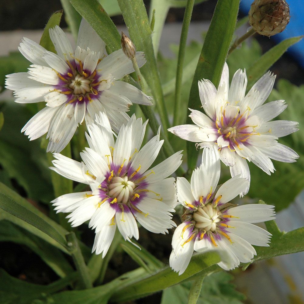 Vit Gräsfibbla 'Bicolor' Långa, grönludna blad. Vita blommor, lila/gul mitt