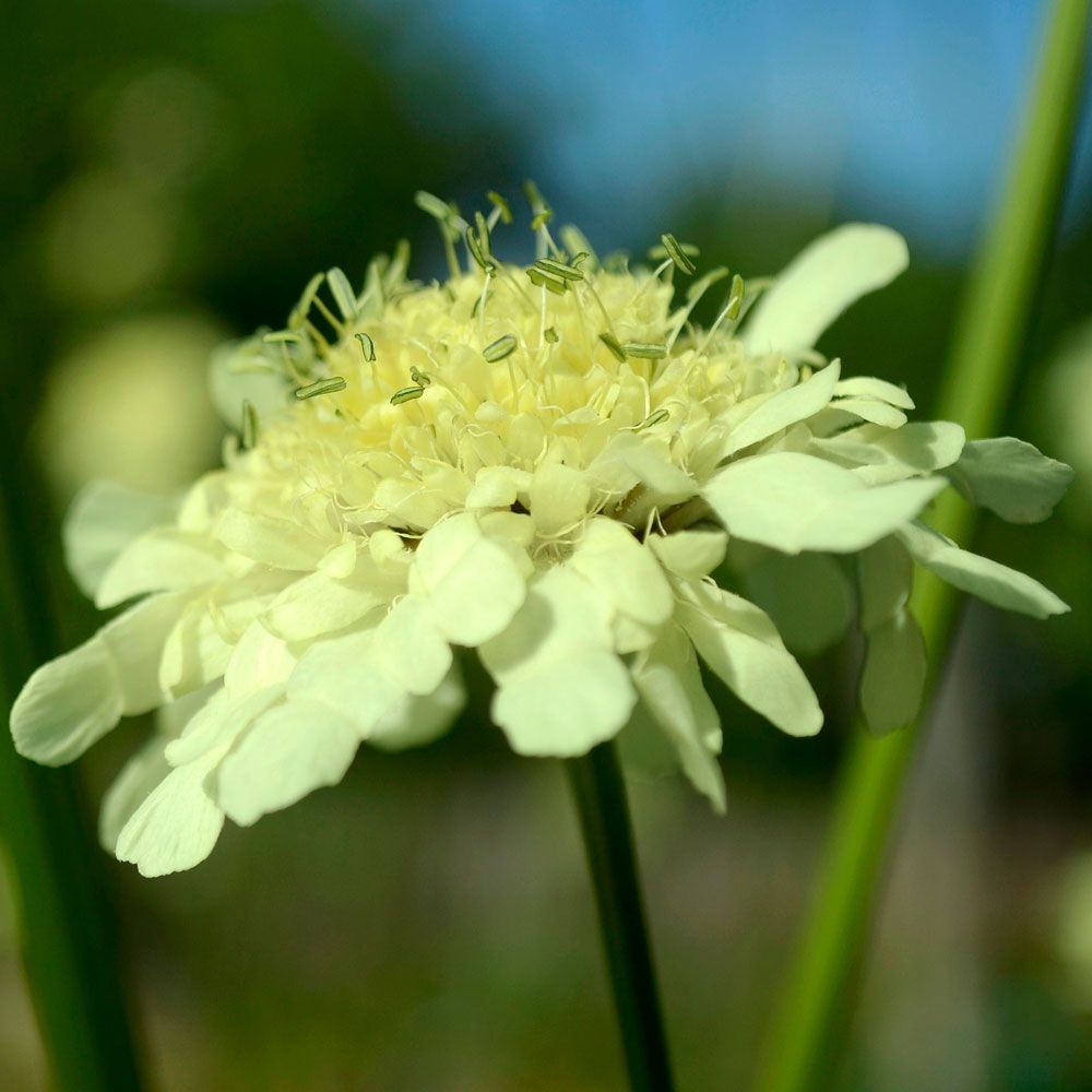 Jättevädd med citrongula blombollar, ca 5-7 cm på stadiga, grenande stjälkar. 