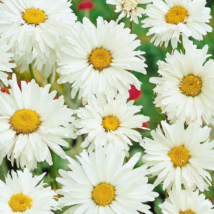 Jätteprästkrage Exhibition Vita, halv- till heldubbla blommor med gul mitt. 