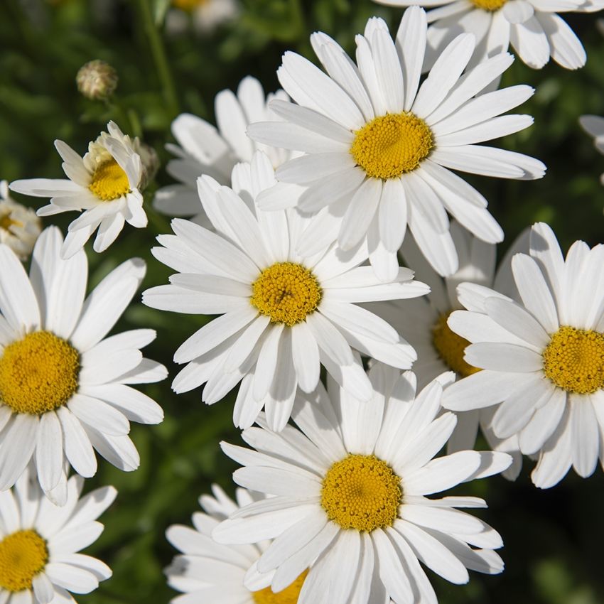 Jätteprästkrage F1 ''Madonna'' Stora, enkla jungfruligt vita blommor, gul mitt