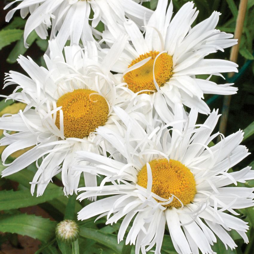 Jätteprästkrage Crazy Daisy Vita, tätt yviga blommor med gult öga, ca 6,5 cm dm