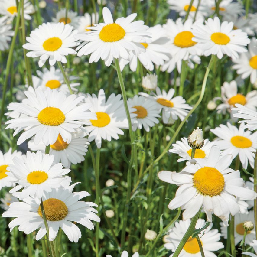 Prästkrage 'May Queen', Enkel, storblommande, vit. Större buskar för varje år.