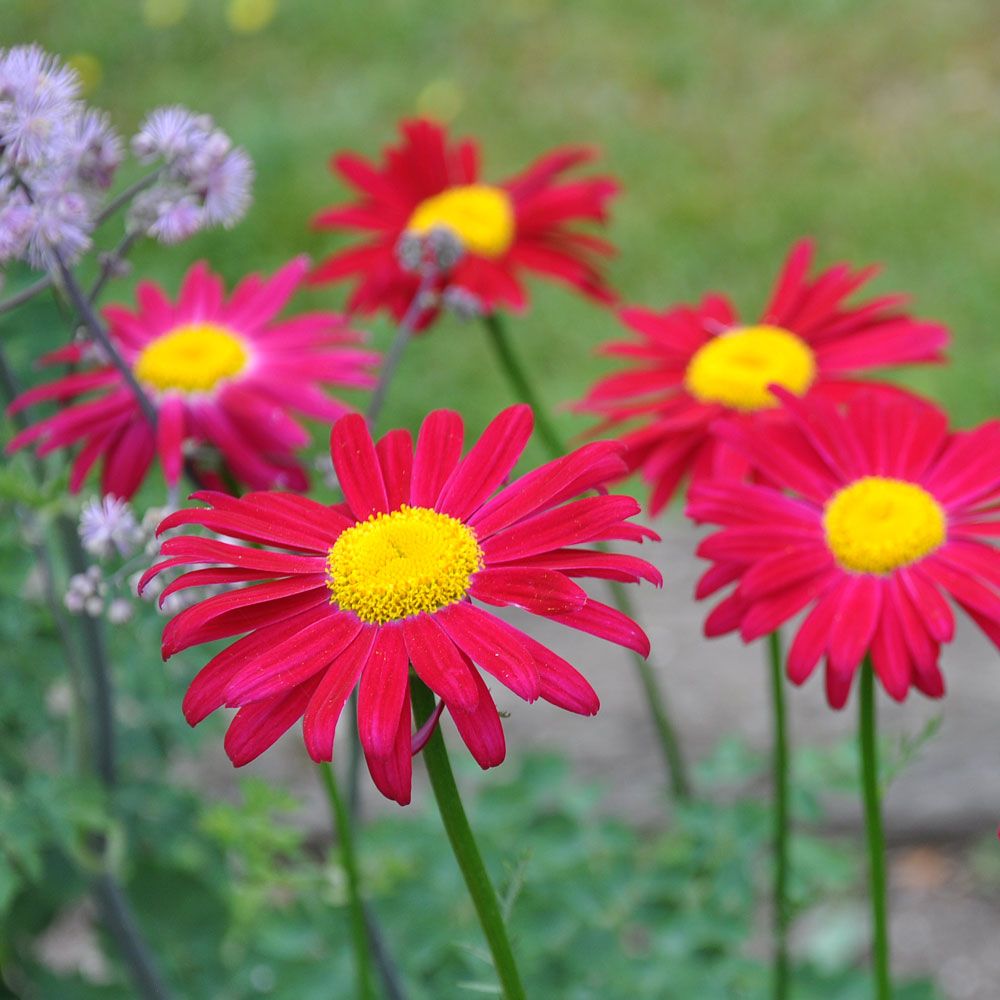 Rosenkrage Duro, Stora, mörkröda, prästkragelika blommor med gul mitt 