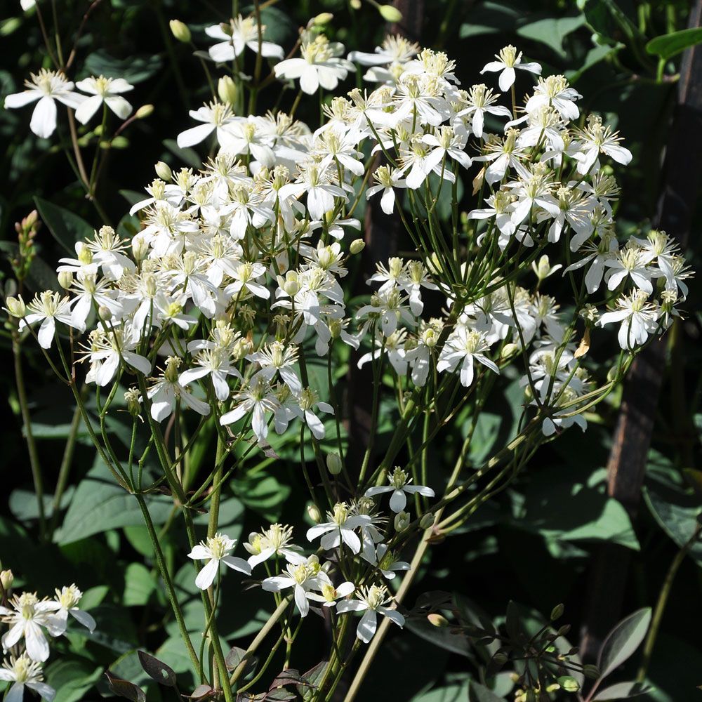 Styvklematis, Mörka parblad. Stjärnformade, doftande, vita blommor i yviga klasa
