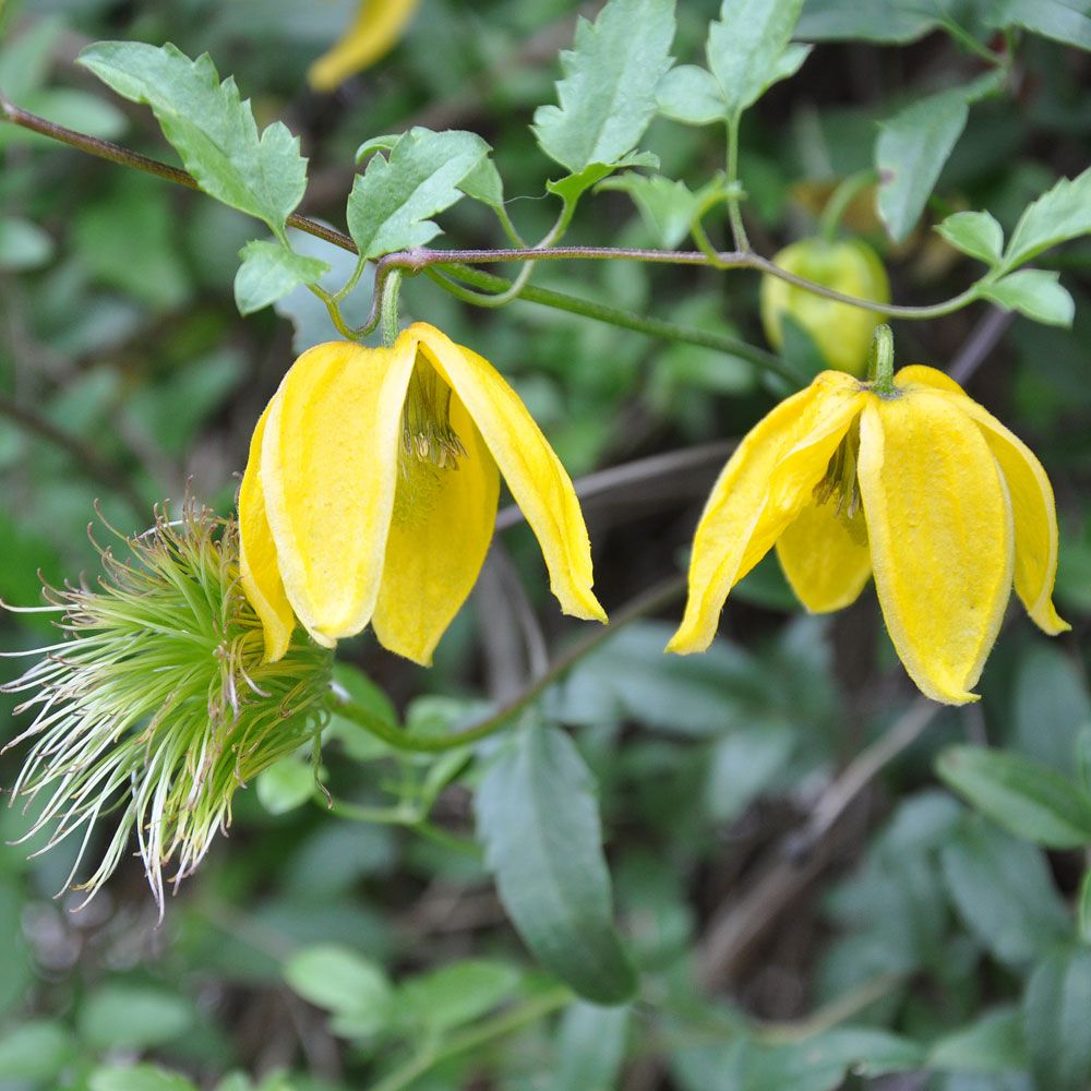 Gullklematis 'Radar Love',Gula klockblommor. Klättrar