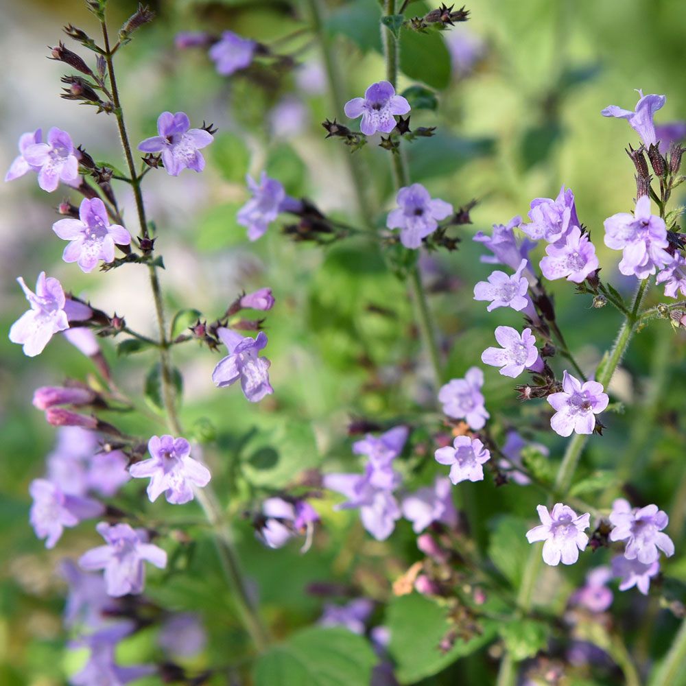 Stenkyndel 'Marvelette Blue', Balsammynta. Små, blåvioletta klockblommor 