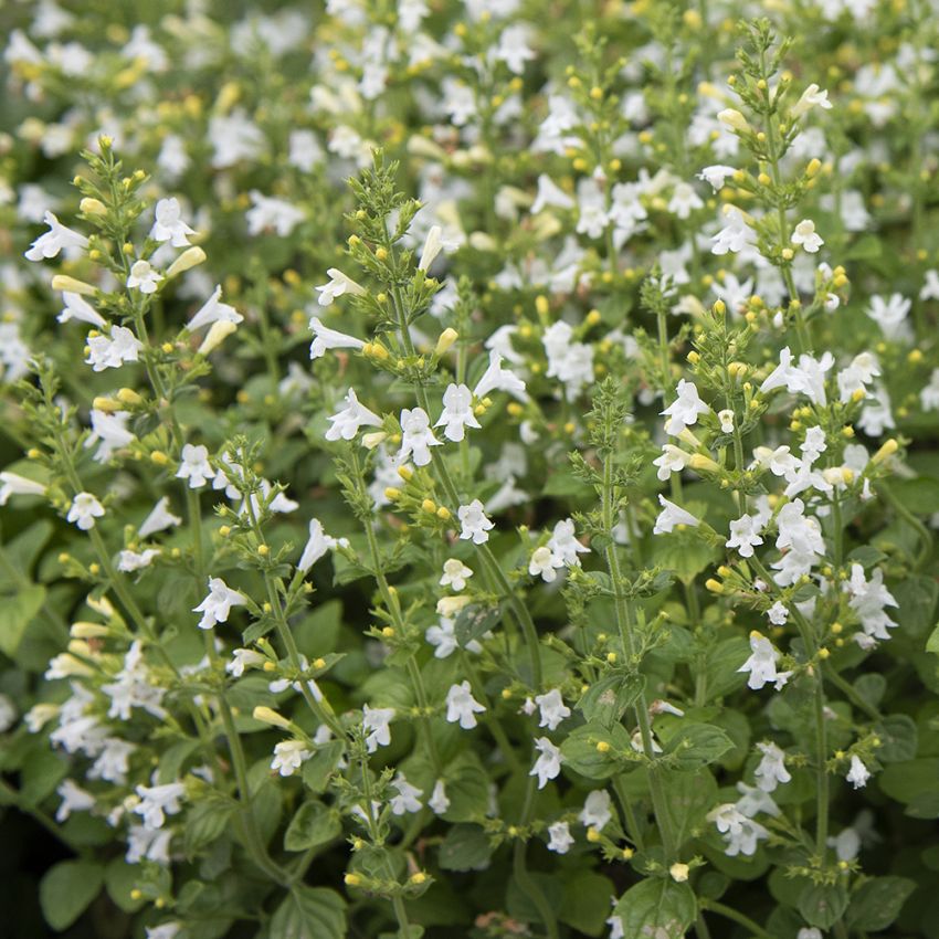 Stenkyndel 'Marvelette White' små vita blommor på buskiga stänger