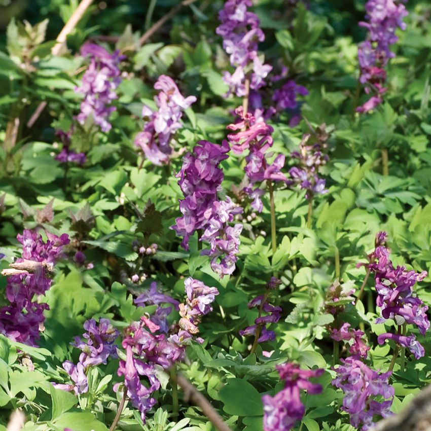 Hålnunneört, Purpurröda, upprätta klasblommor. Passar för naturtomter och som wo