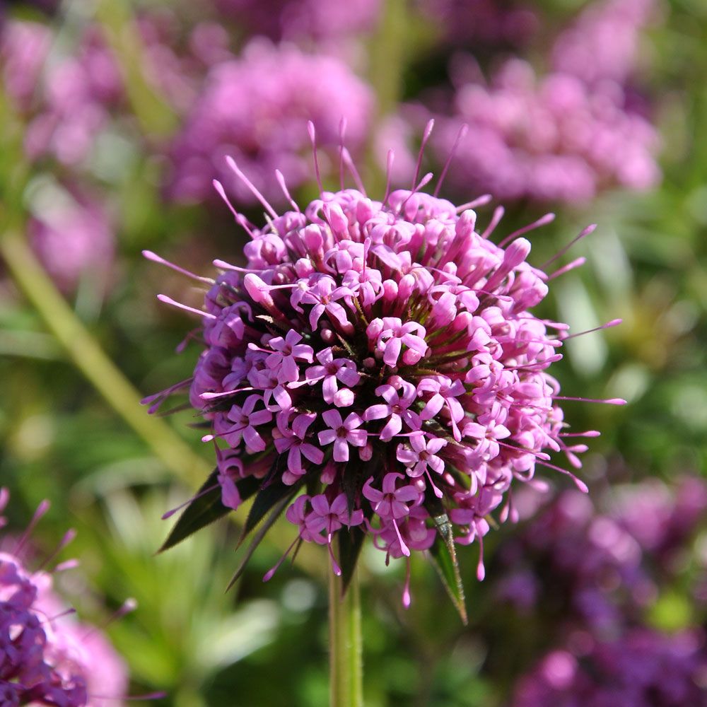 Bollmåra, Rosaröda, bollrunda blomkorgar i stor mängd. Fin växt i rabatt