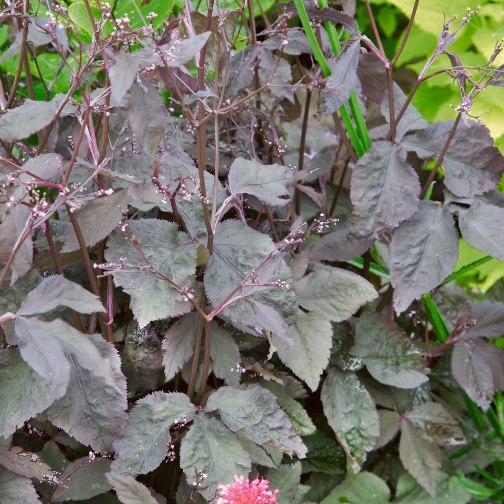 Mörkbladig Mitsuba Bladväxt med mörkt bronsrött bladverk