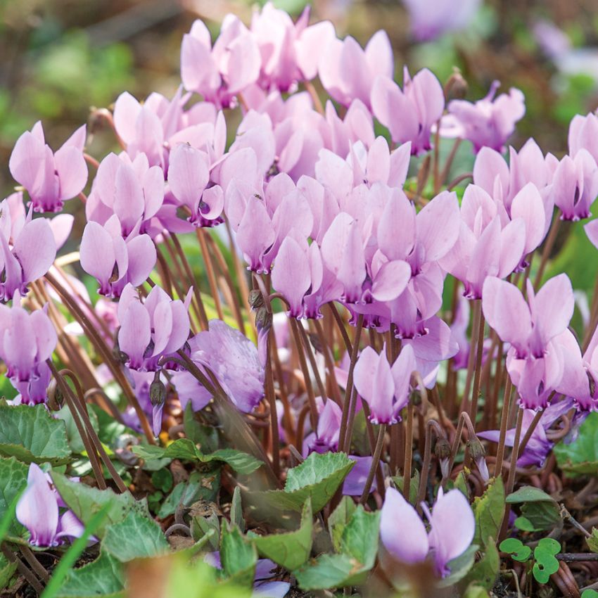 Höstcyklamen, Vågiga blad med vacker silverteckning. Blommor i rosa och vitt