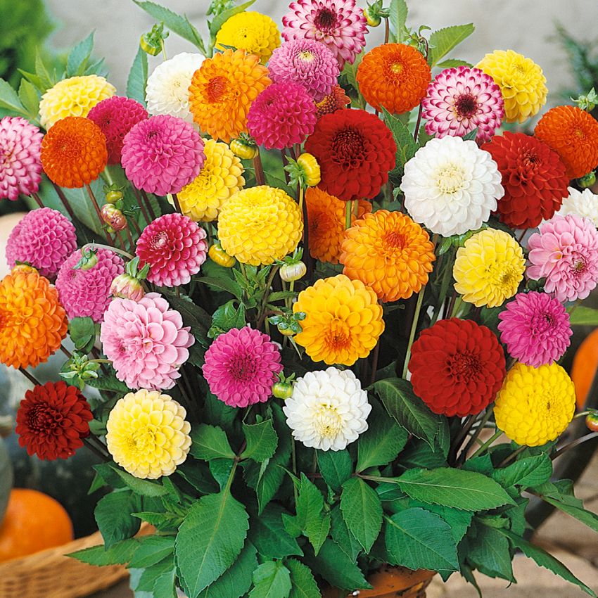 Pompondahlia 'Pompon Lilliput', Tätt fyllda, helrunda, blommor i blandade färger