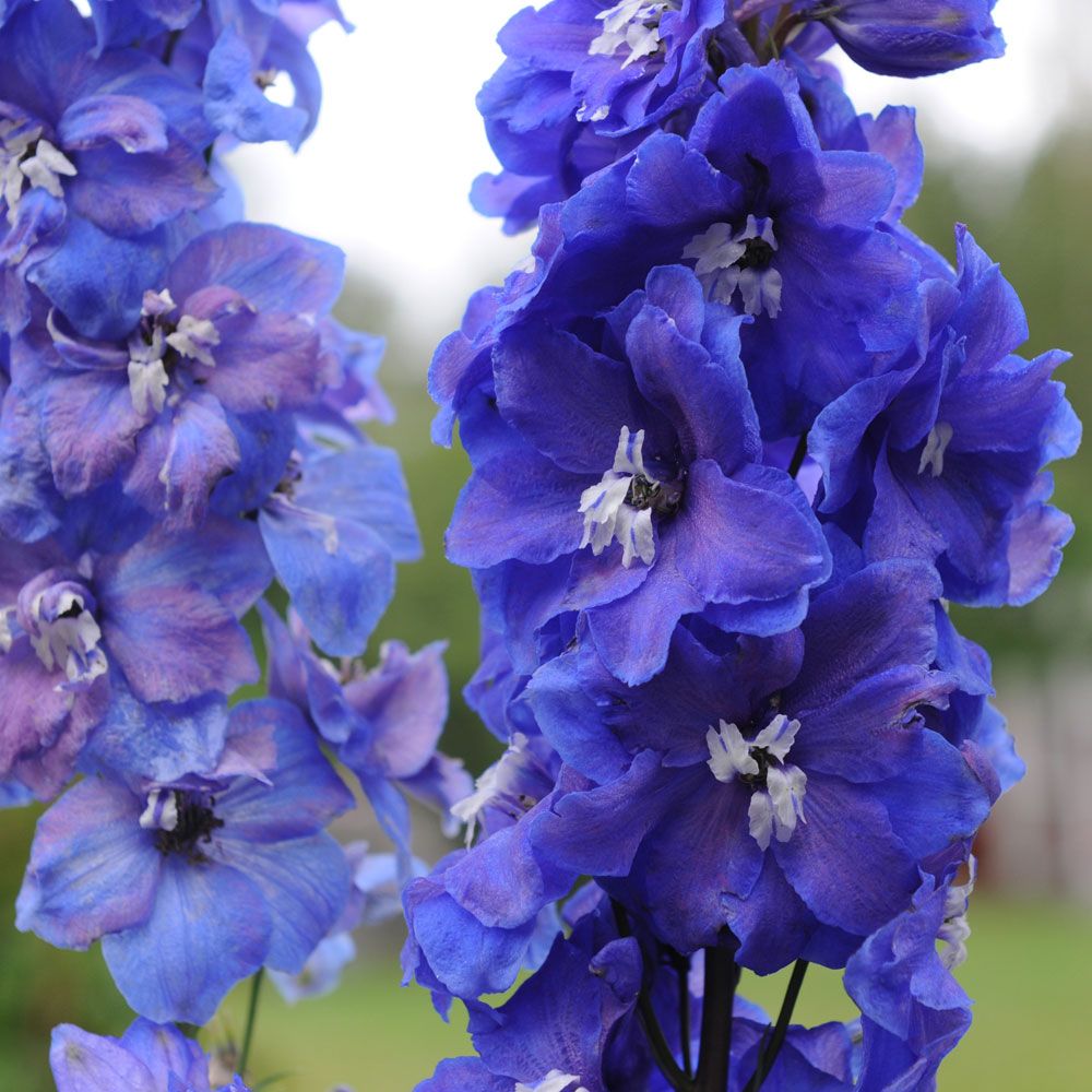 Trädgårdsriddarsporre F1 'Guardian Blue', höga, täta blå blomspiror, vit mitt