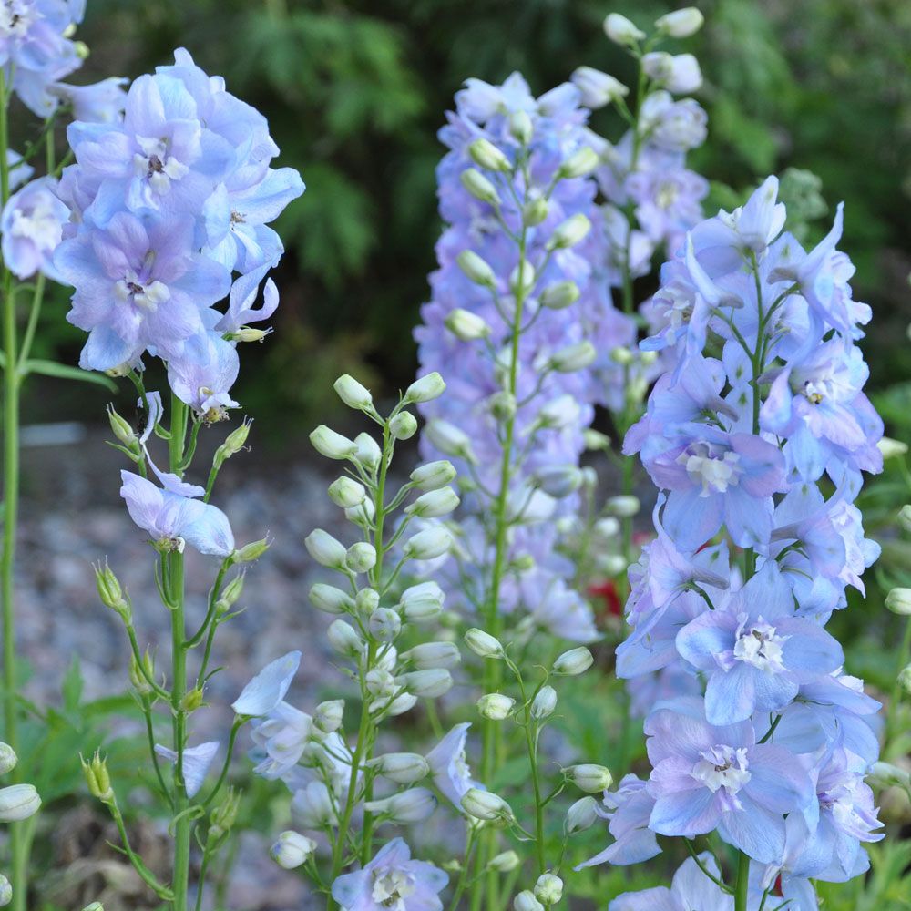 Trädgårdsriddarsporre F1 ''Guardian Lavender'' blomspiror i himmelblått