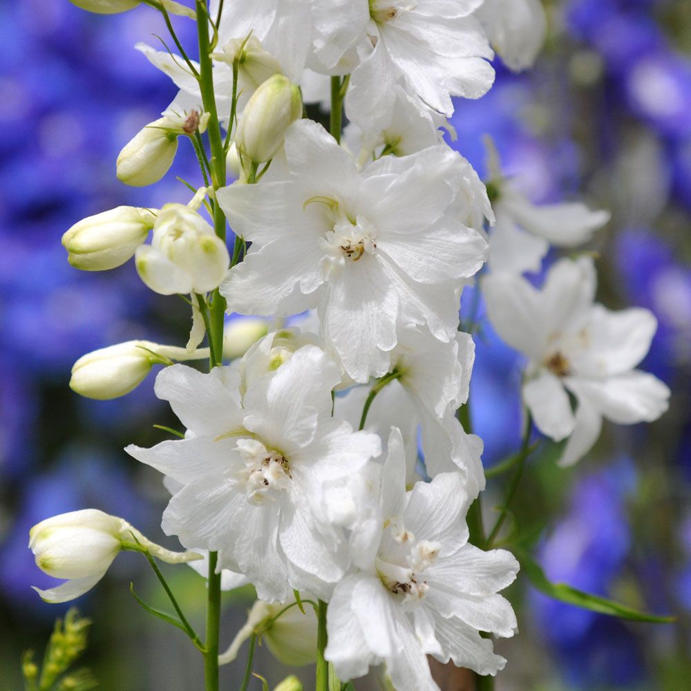 Trädgårdsriddarsporre F1 'Guardian White',  höga, täta blomspiror i vitt