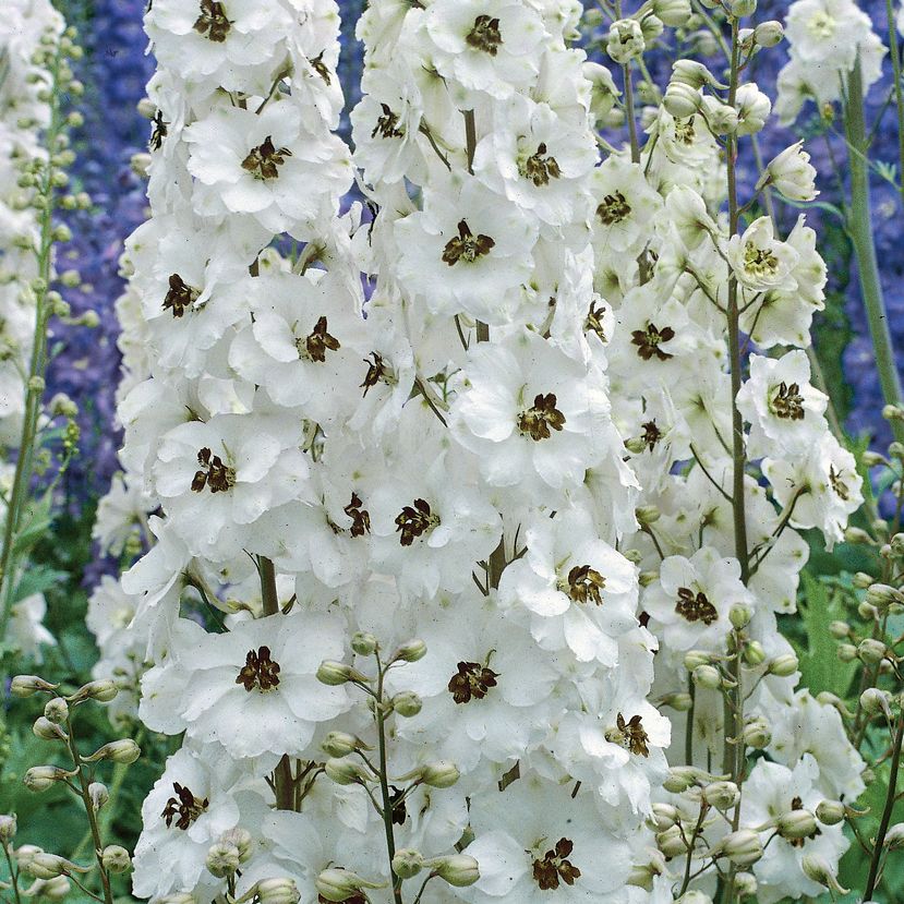 Trädgårdsriddarsporre 'Percival', Jättehöga, täta blomspiror med vita blommor