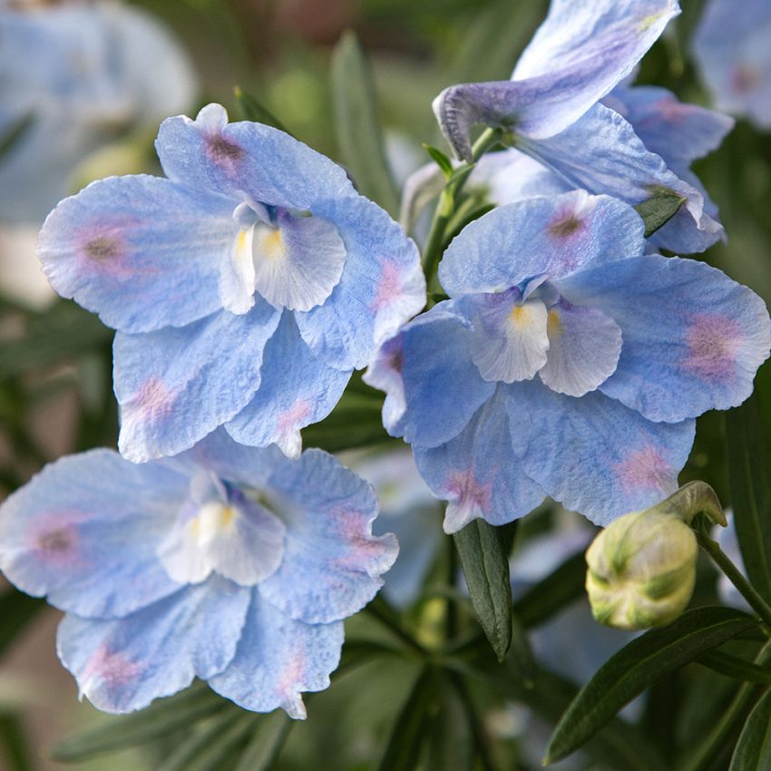 Kinesisk Riddarsporre 'Summer Blues', himmelsblå, enkla blommor i toppställda samlingar över bladverket. Rikblommande.