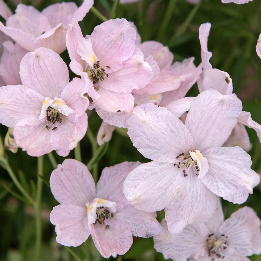 Kinesisk Riddarsporre 'Summer Morning', Mängder av stora, ljust pastellrosa, enkla blommor i toppställda samlingar över bladverket.