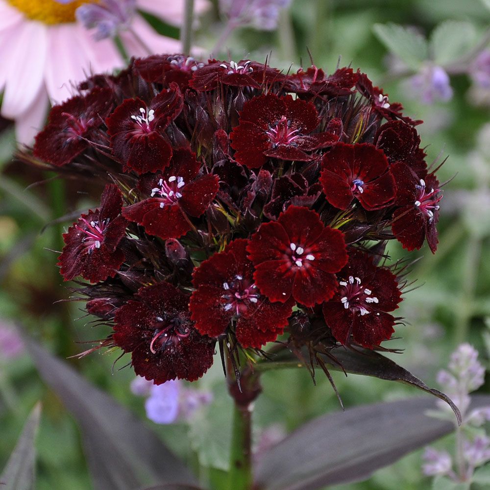 Borstnejlika 'Onyx' Doftande, svartröda blommor, mörkt grönsvarta blad