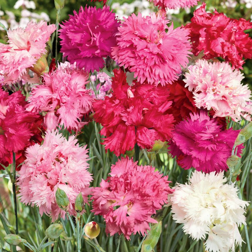 Fjädernejlika Spring Beauty halv- till heldubbla blommor i rött, rosa och vitt.
