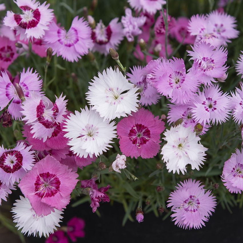 Fjädernejlika ''Sweetness'', fransiga, doftande blommor i vitt, rosa och hallonr