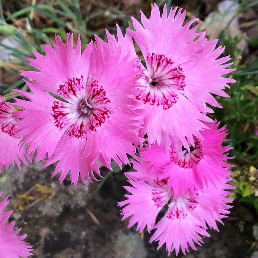 Stor Bergnejlika 'Grandiflorus'. Blågröna blad. Doftande, skära blommor.