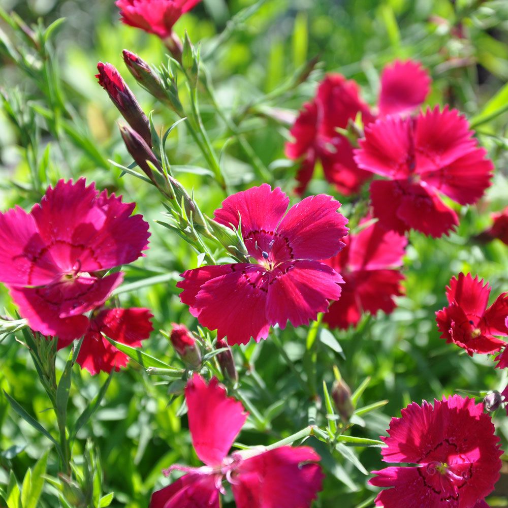 Backnejlika 'Brilliancy', Tätt mattbildande med stora, ceriseröda blommor.