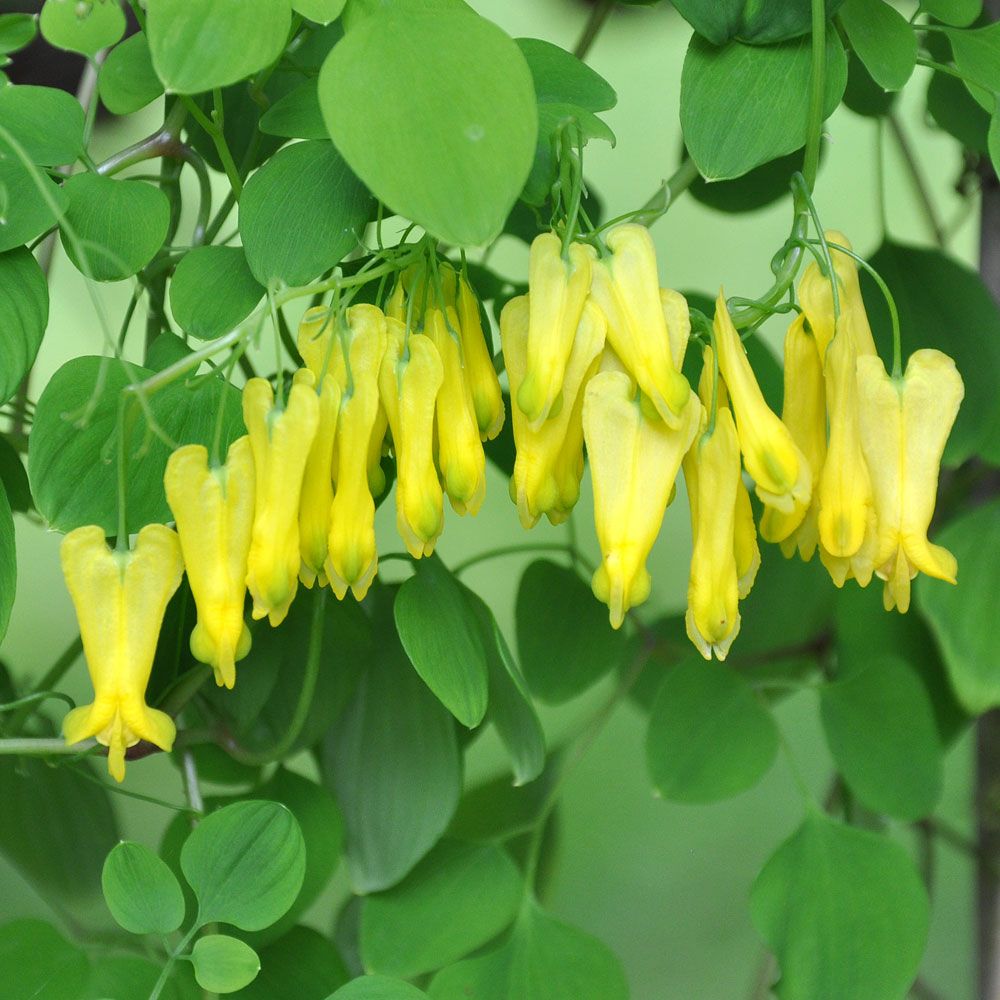 Slingerhjärta 'Golden Tears', gulblommande släkting till löjtnantshjärta.