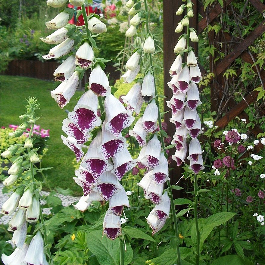 Fingerborgsblomma 'Elsie Kelsey', Cremevita klockblommor, invändigt purpurröd