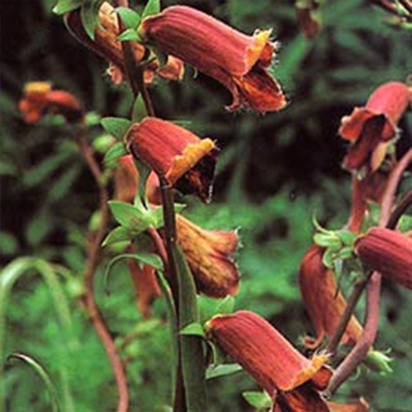 Buskfingerborgsblomma, Gulorange blommor med roströd ådring och utdragen tunga.