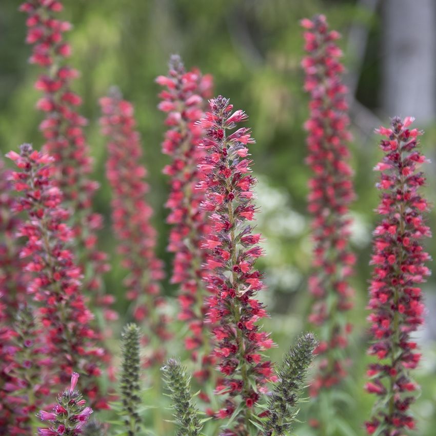 Röd Snokört 'Red Feathers', Höga, täta spiror av rosenröda småblommor