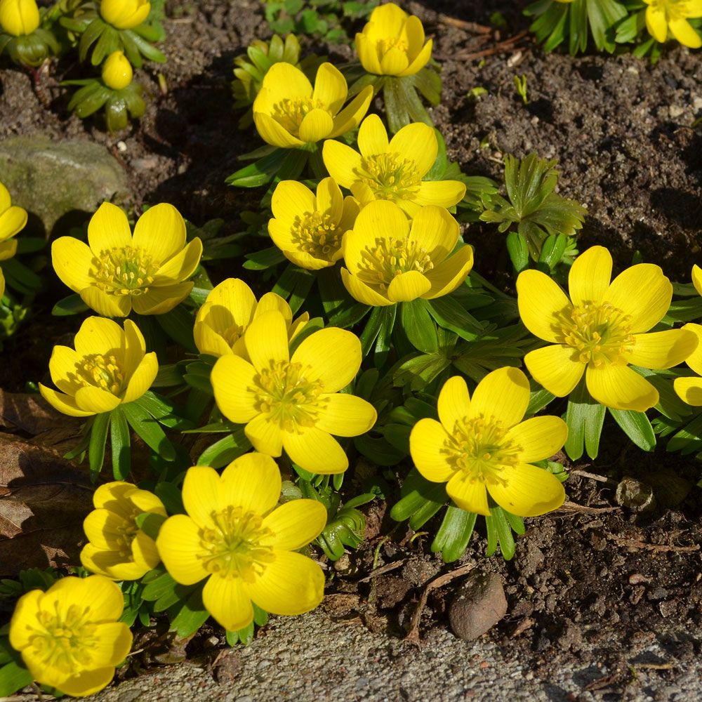 Vintergäck, Tidigblommande i skarpt gul färg. Marktäckande