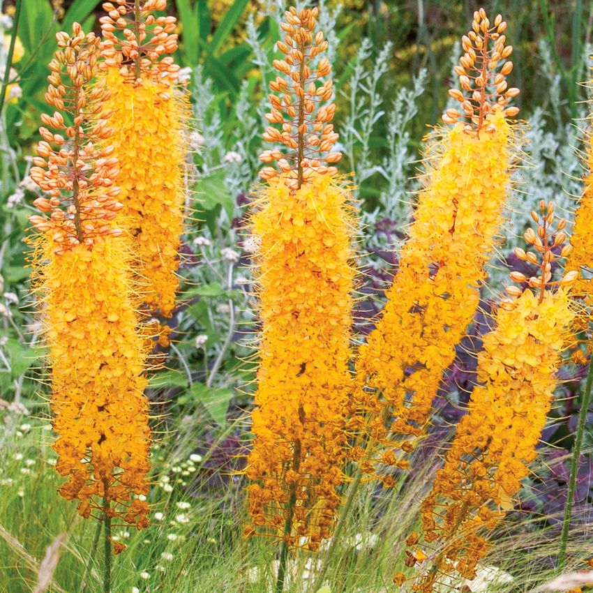Stäpplilja 'Erfohybrider', Långa blomspiror i gult, orange, rosa och vitt.