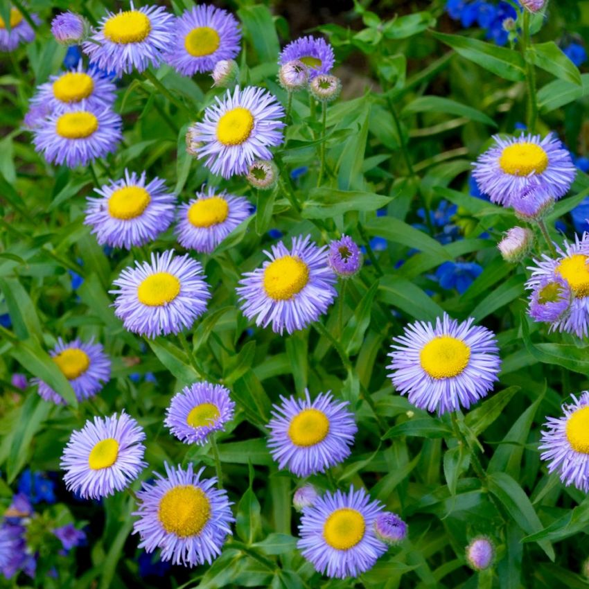 Praktbinka 'Blue Shades', prästkragelika blommor i ljusviolett med gul mitt.