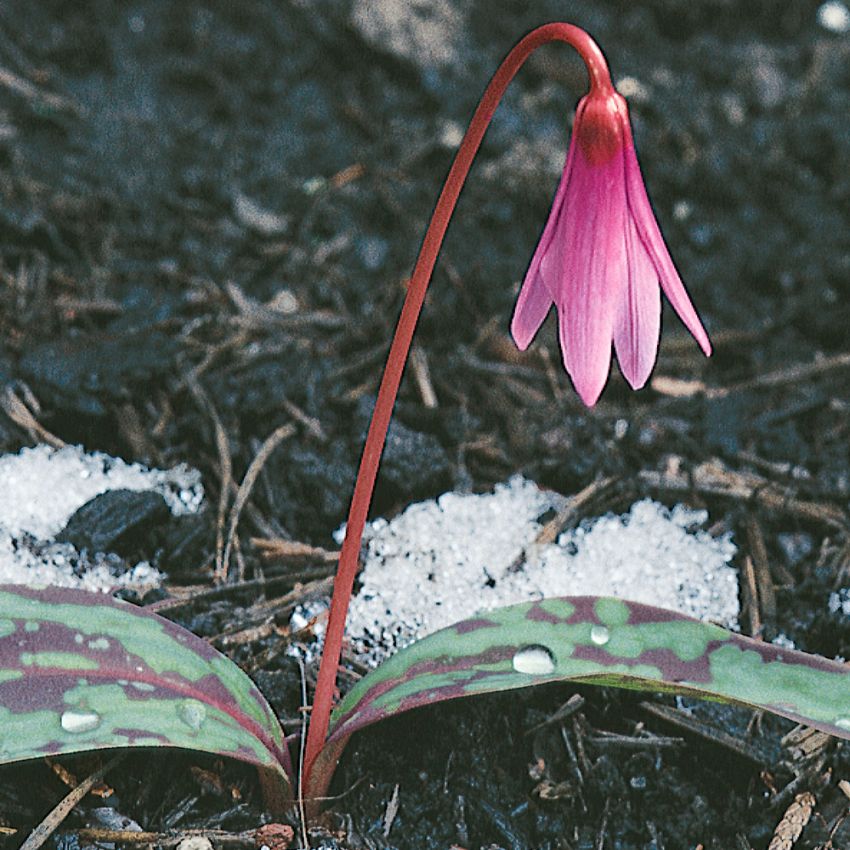 Hundtandslilja, violettrosa blommor. Mörkgröna blad med brunt fläckmönster.