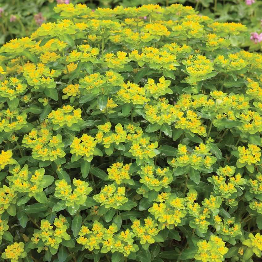 Gulltörel, täta, buskiga plantor. Blommor i lysande gult.