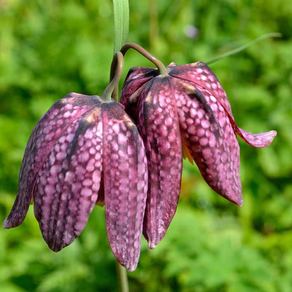 Kungsängslilja, Hängande klockblommor, fint schackmönstrade i purpur.