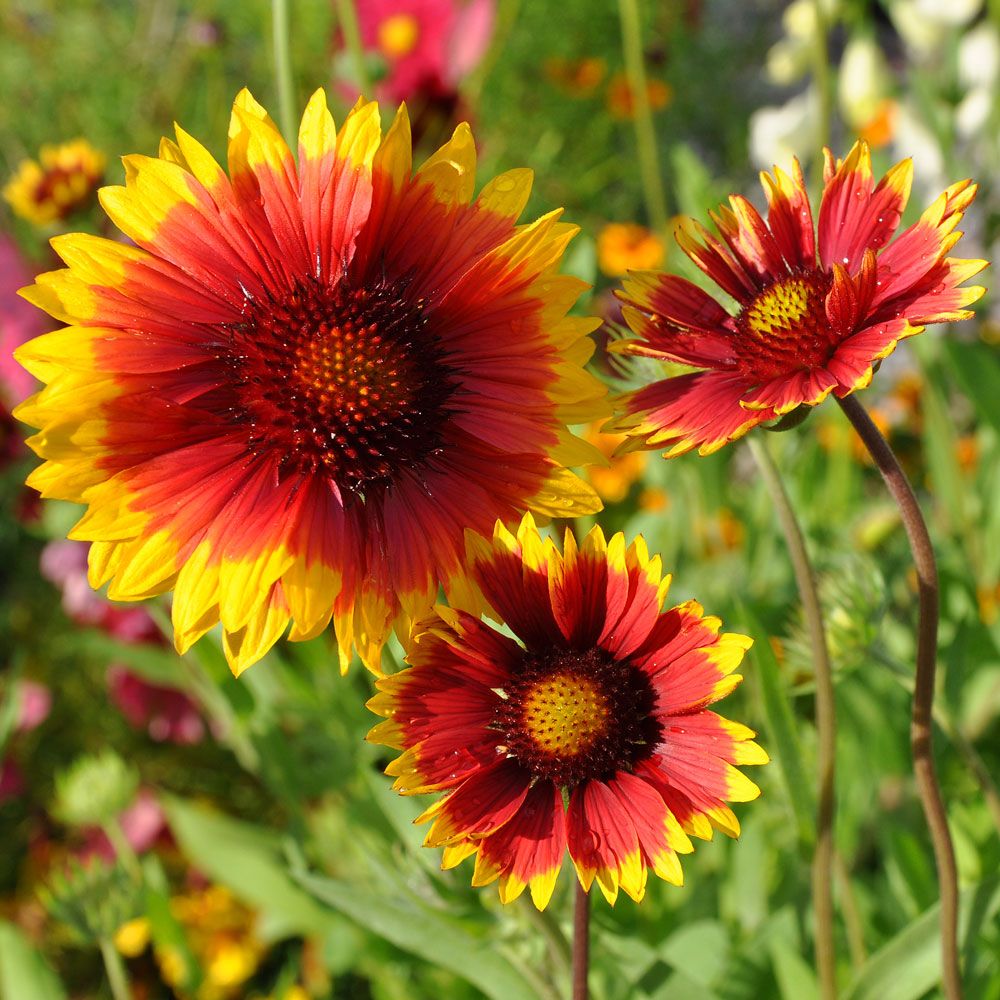 Kokardblomster 'Burgunder', tegelröda blommor med gul kantbård på höga stjälkar.