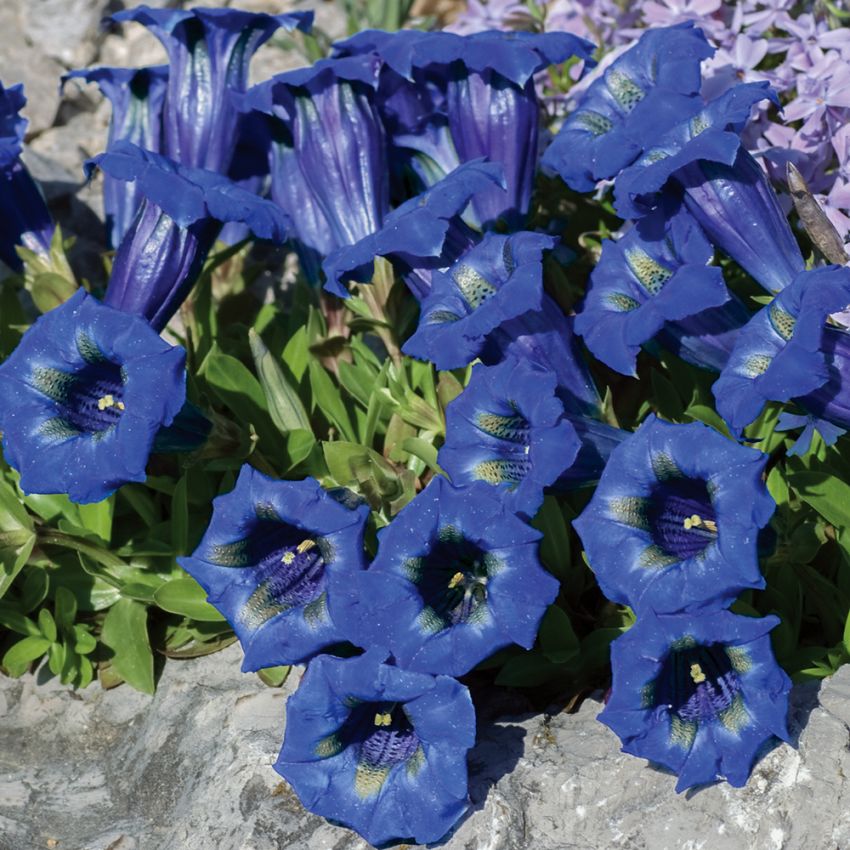 Alpgentiana, alpväxt. Mörkblå, stora trumpetblommor. Intensivt gröna blad.