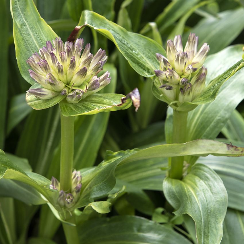 Kålgentiana i gruppen Fröer / Perenner hos Impecta Fröhandel (62585)