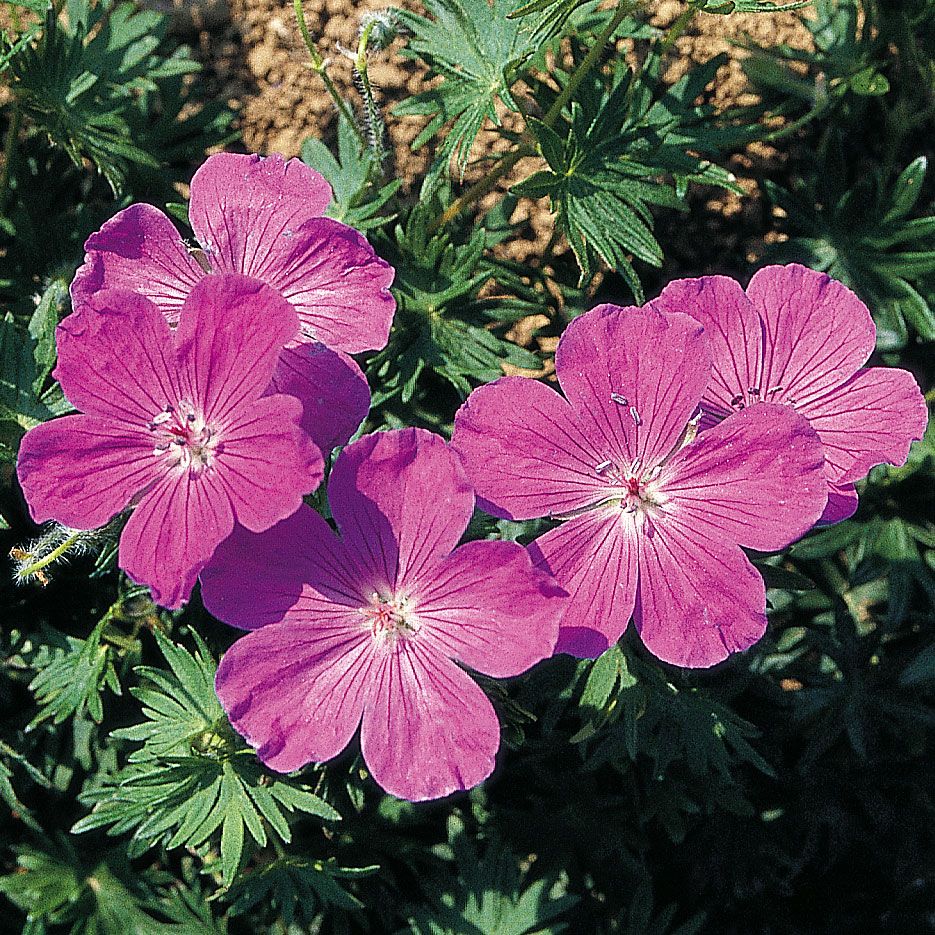 Blodnäva 'Vision Violet', Purpurröda blommor. Rundade, djupt flikade blad.