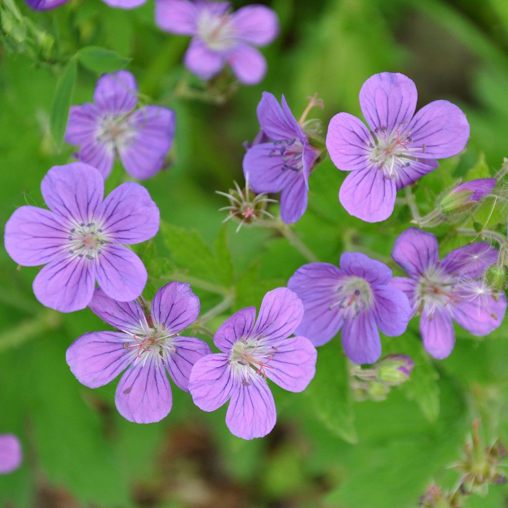 Ängsnäva, Blåvioletta, 3-4 cm stora, öppna blommor med ljust rosavita nerver.