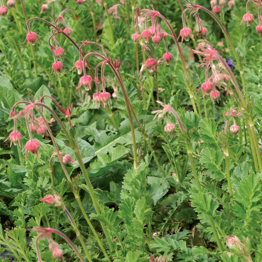 Fjädernejlikrot, skära till vita blommor med långa markerade stift.