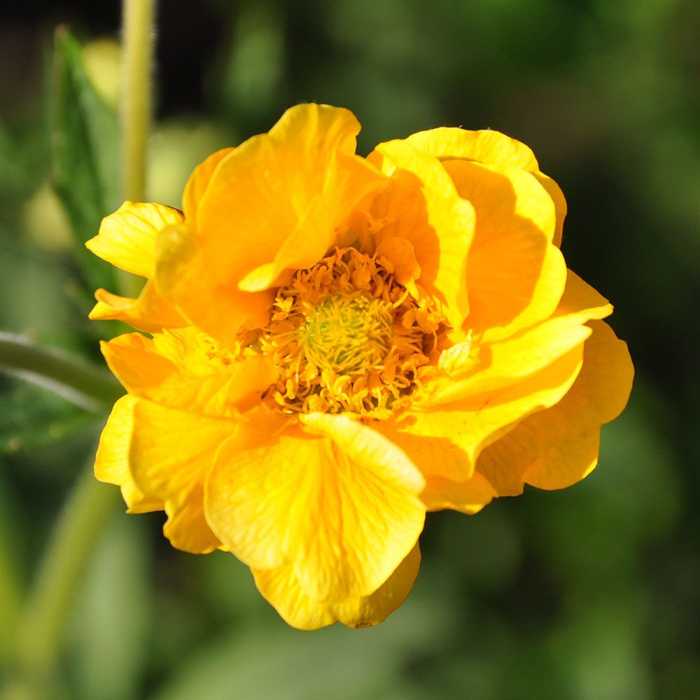 Praktnejlikrot 'Lady Stratheden', Guldgula, dubbla blommor. Tuvbildande bladverk