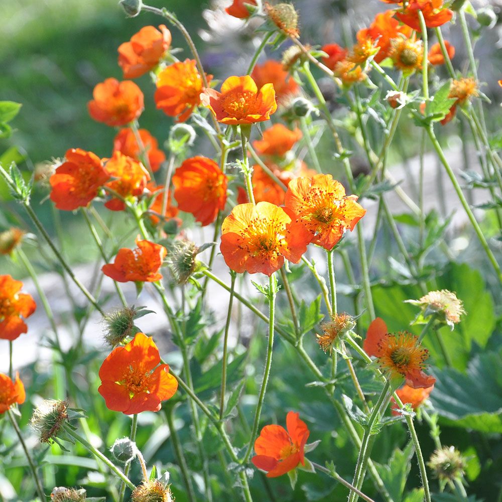 Röd Nejlikrot 'Borisii', Skarpt orangeröda blommor. Tätt, tuvbildande bladverk.